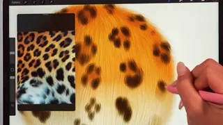 Fur ball practice lesson from Pet Portrait Purrfection