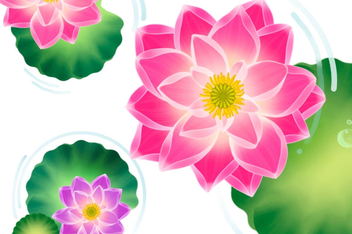 How to Draw a Pink Lotus on Procreate