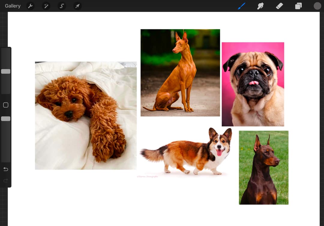 Dog Reference