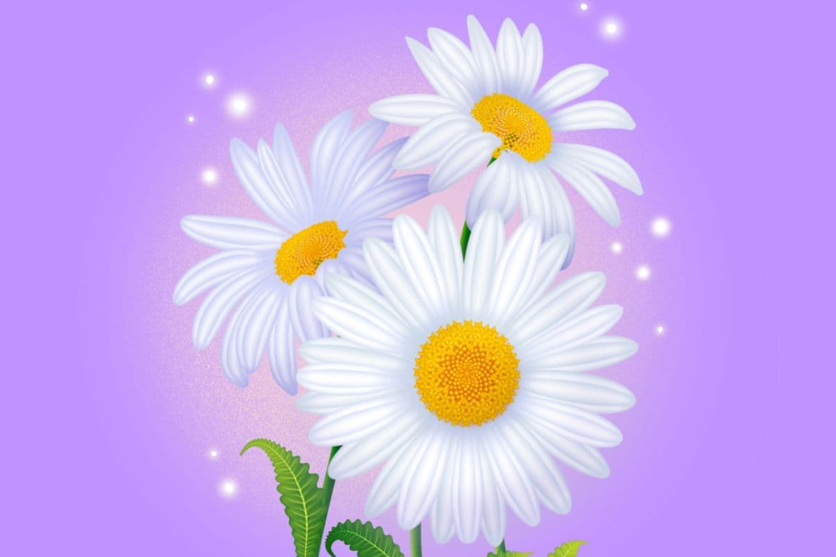 How to Draw a Daisy Flower on Procreate